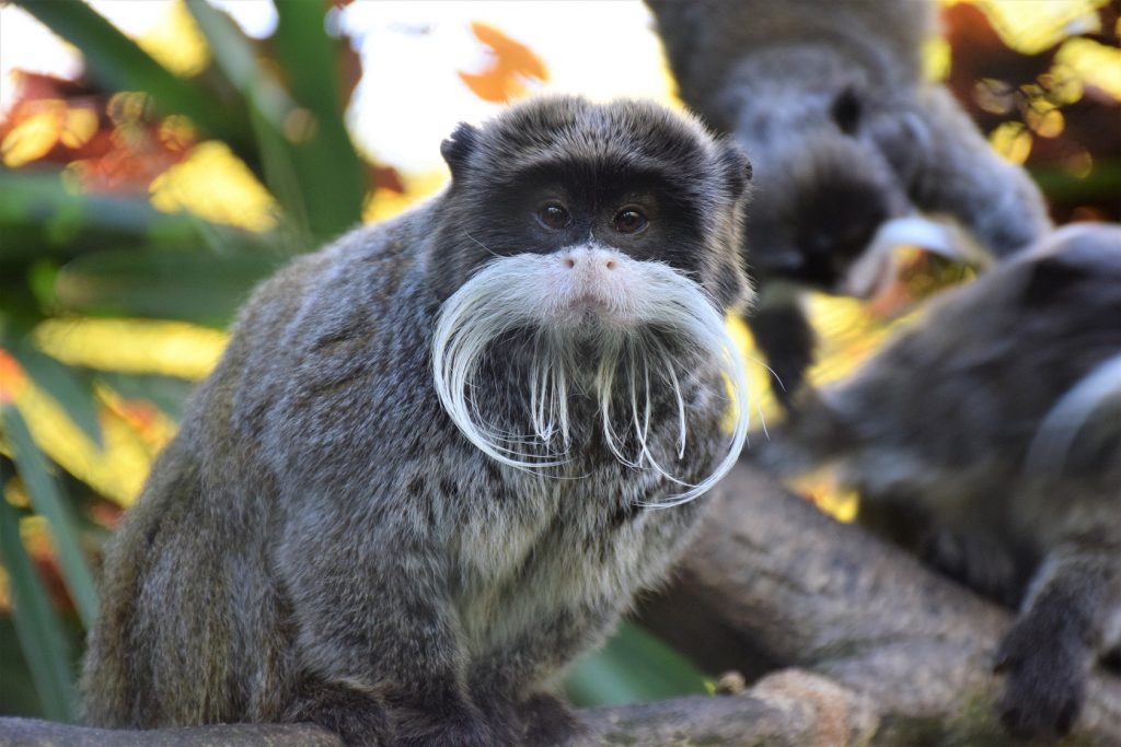 Tamarin empereur dans la végétation