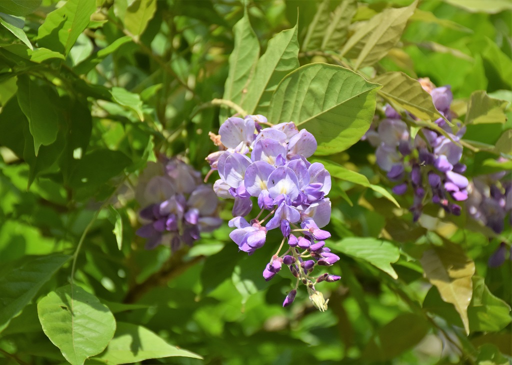 Fleurs et feuilles de glycine de Chine