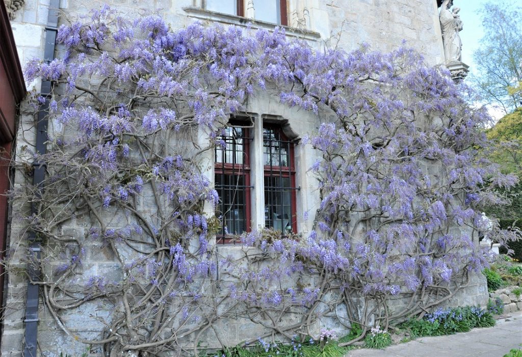 pan de mur recouvert de glycine de Chine en fleurs