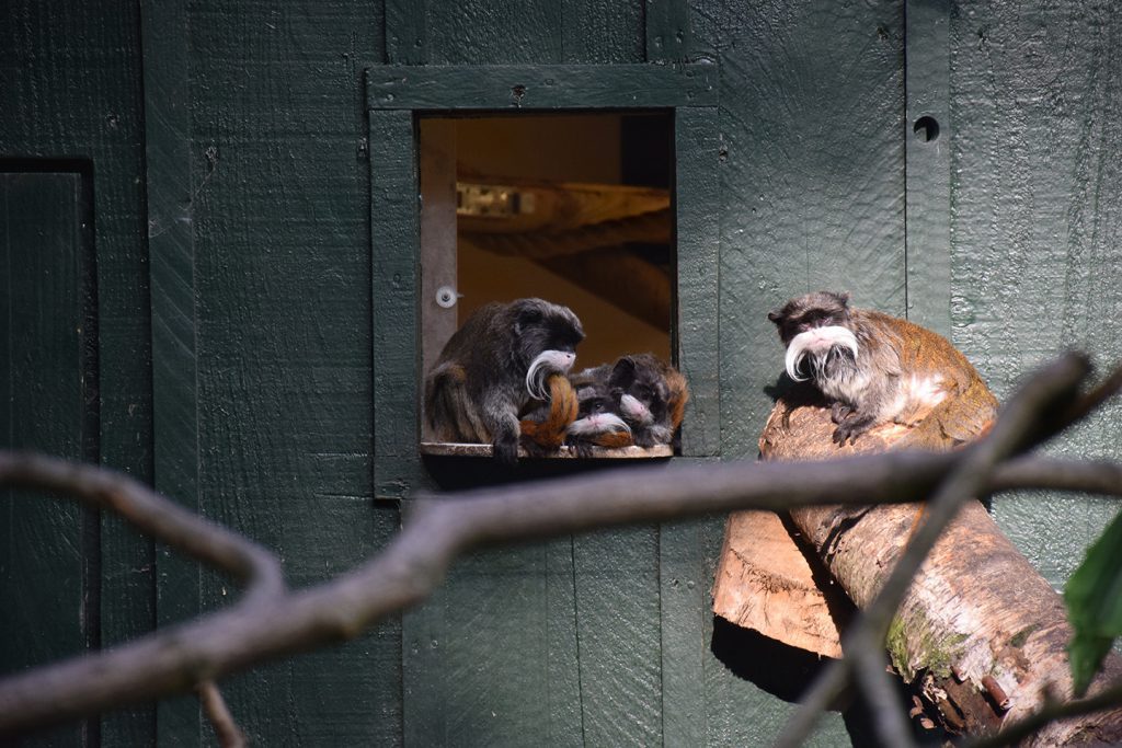 Famille de tamarins empereurs, les parents et les deux enfants, à l'entrée de leur cabane