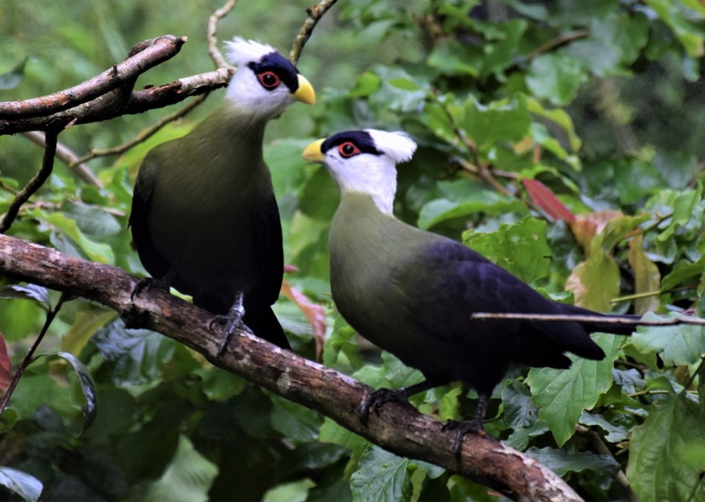 Deux touracos à huppe blanche perchés sur une branche, de profil, se regardant l'un l'autre