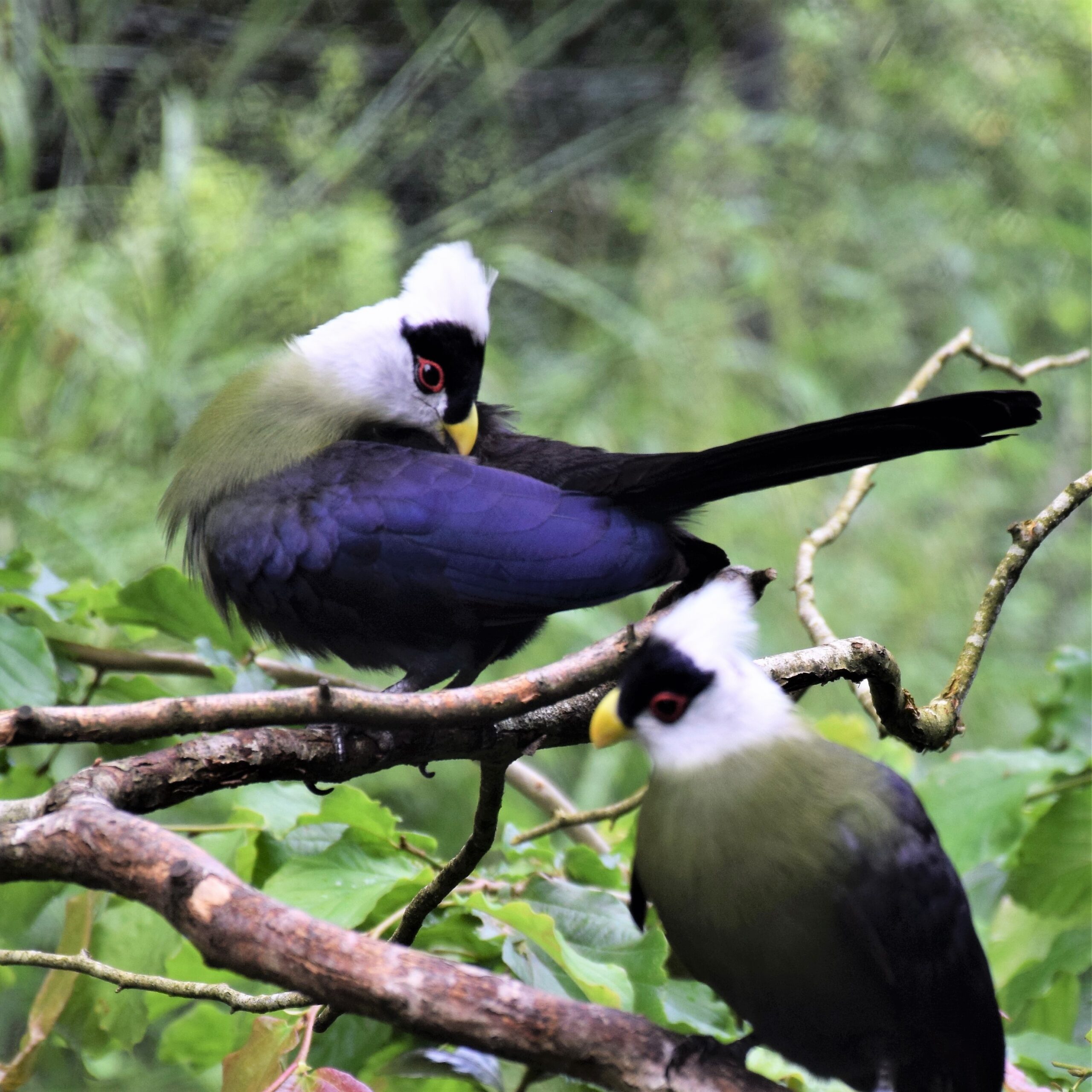 Deux touracos à huppe blahcnes perchés, un de face, l'autre de profil, se lissant le plumage