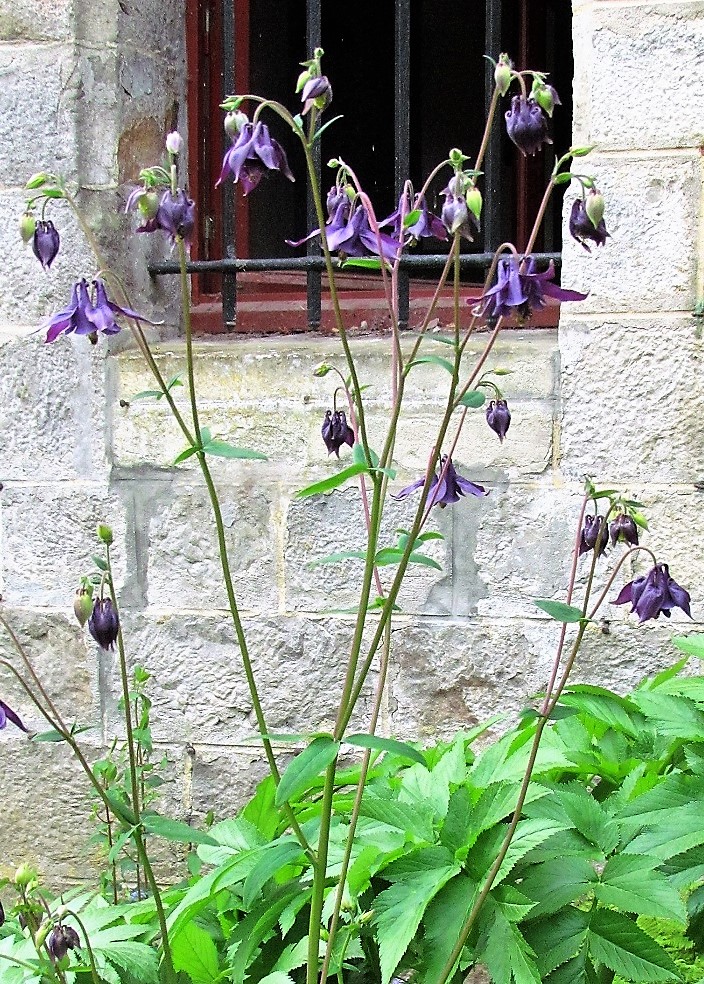 Ancolie des jardins en pied