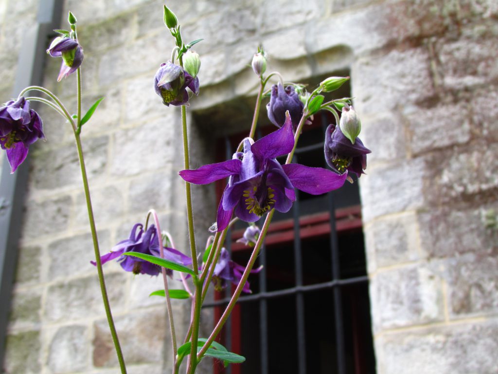 ancolie des jardins