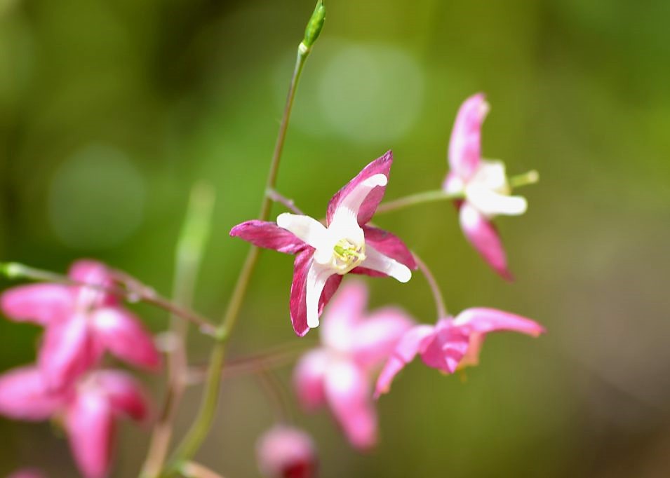 Epimedieum alpinum, fleur des elfes rose et blanche