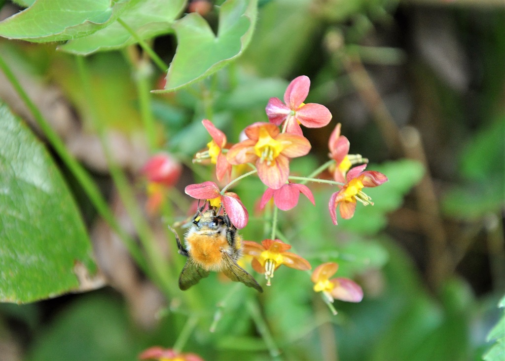 Epimedium warleyense Ellen Willmot, fleur des elfes pêche et jaune