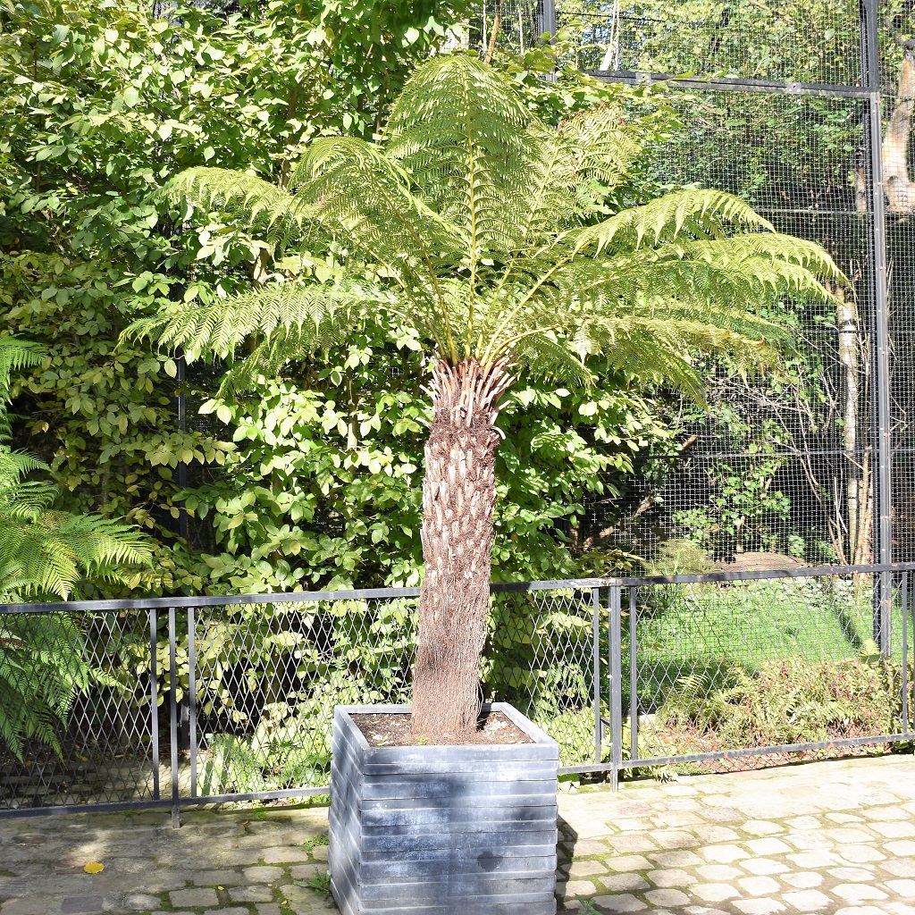 Fougère arborescente en pot, au soleil