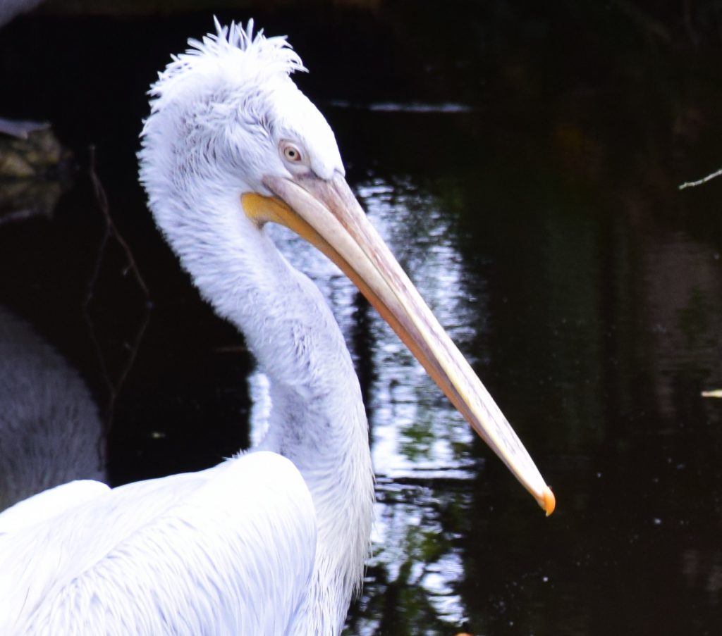 Gros plan de la tête d'un pélican frisé