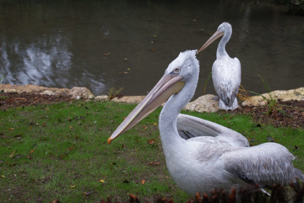 pélican frisé debout sur l'herbe