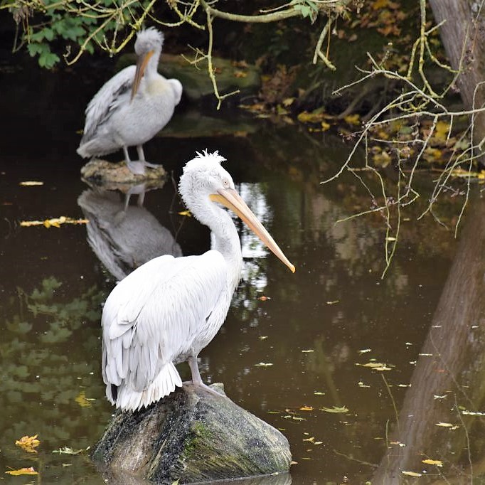 Pélican frisé perché sur un rocher, dans l'eau