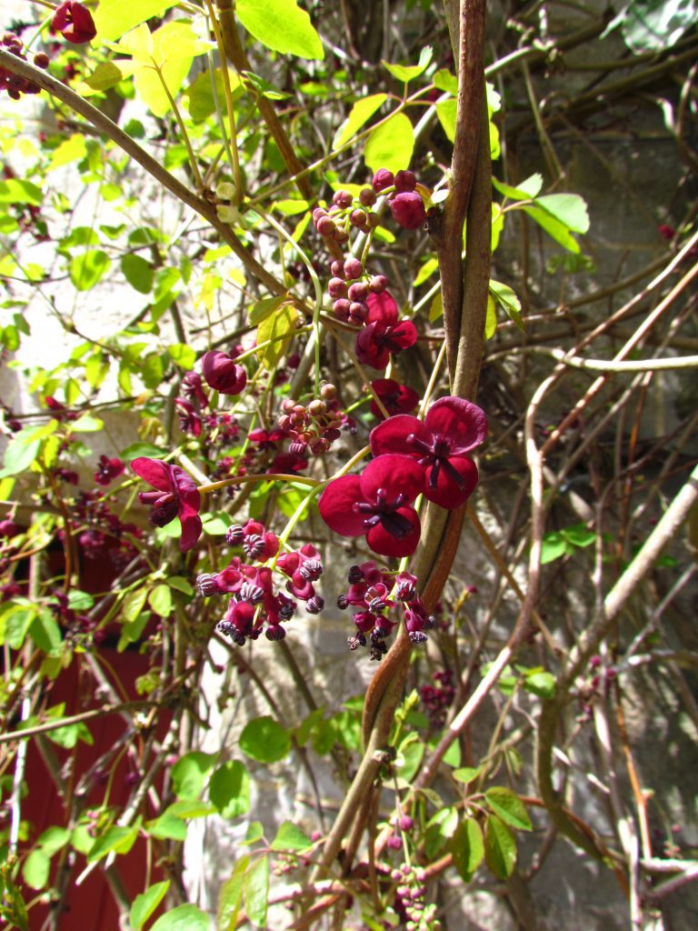 Feuilles et fleurs d'akébie à cinq feuilles