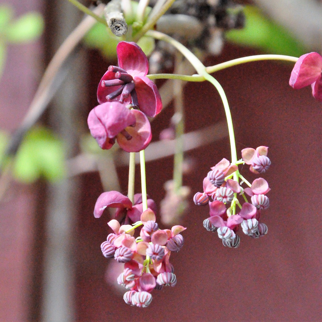 Grappes de fleurs d'akébie à cinq feuilles vues de près