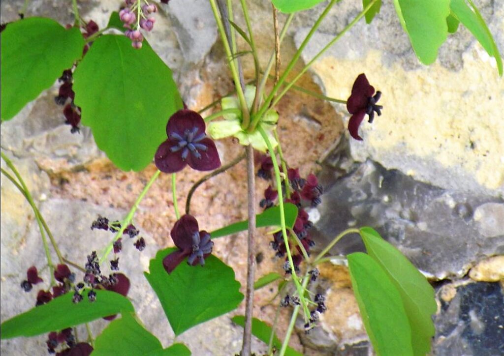 fleurs d'akébie grimpante