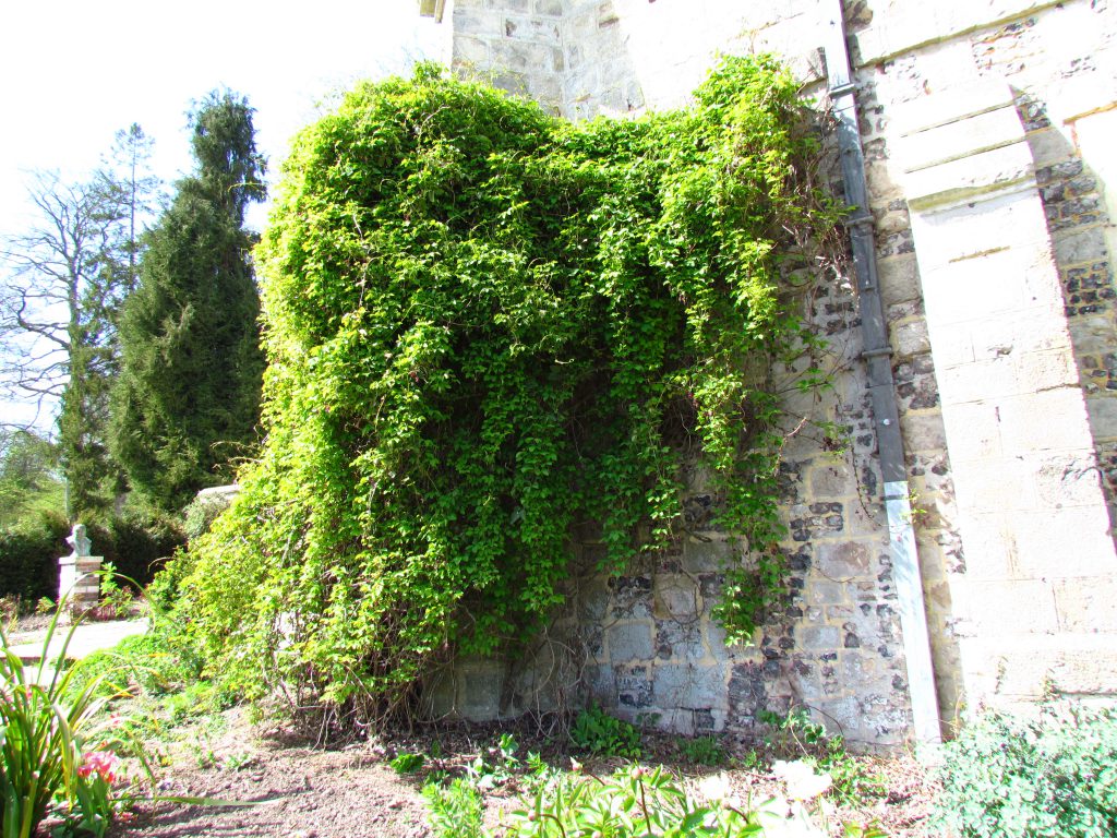 Akébie grimpante, le long du château façade sud