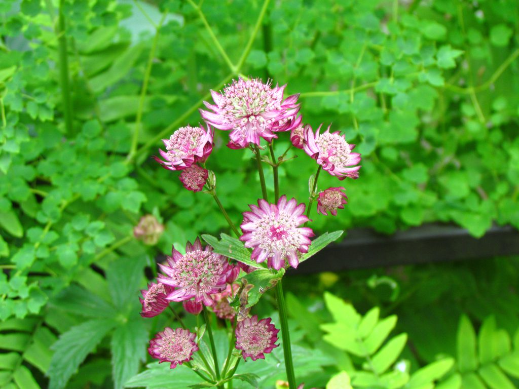 Fleurs de grande astrance