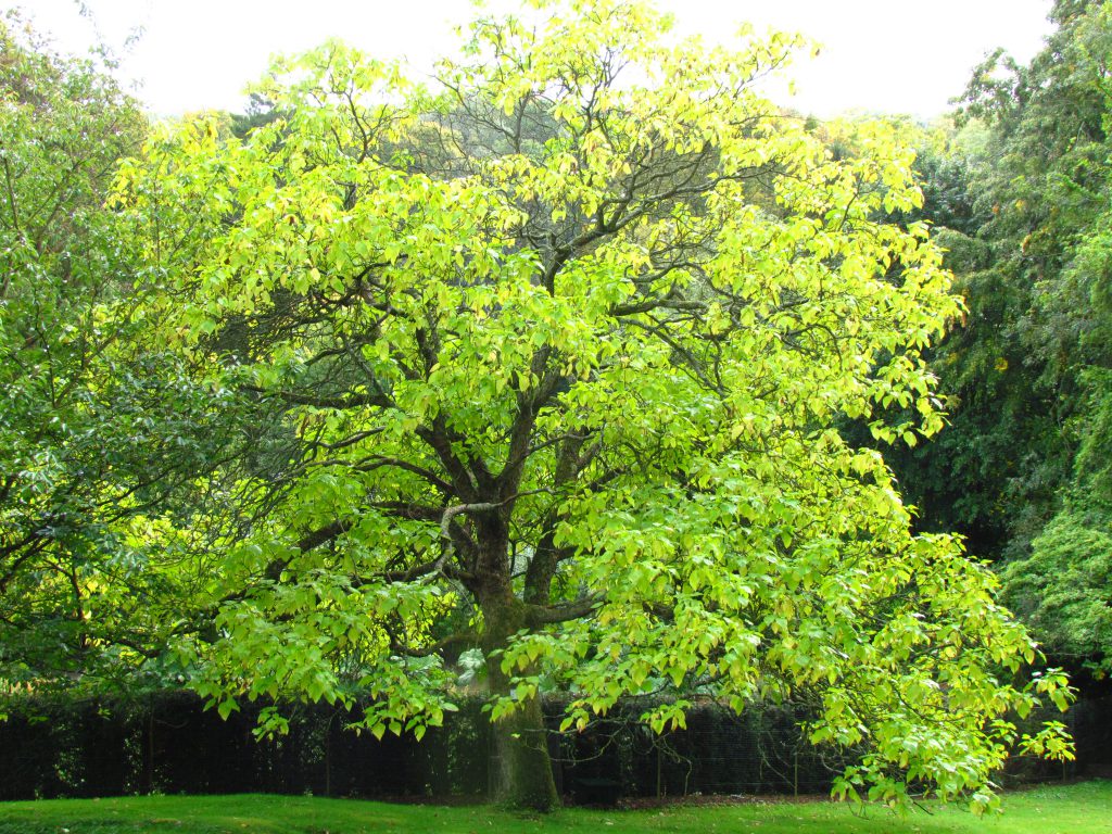 catalpa en pied