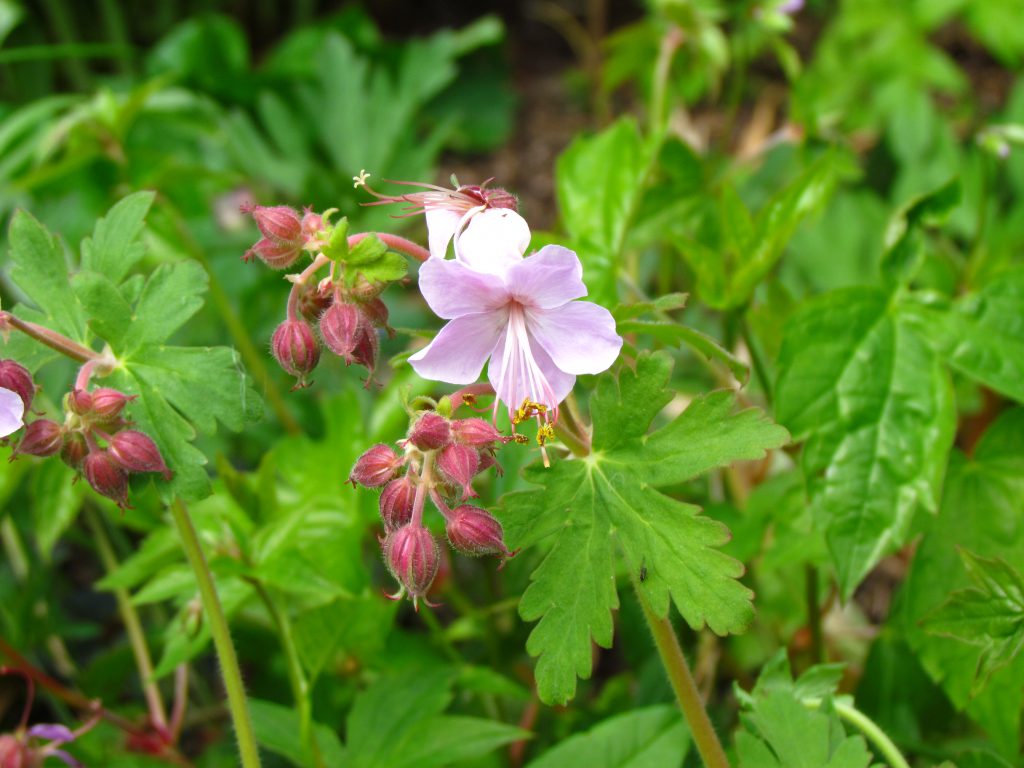 variété de géranium à fleurs rose pâle