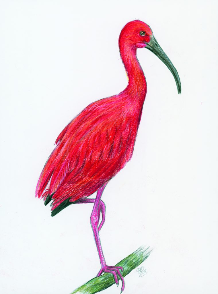 Dessin naturaliste d'un ibis rouge