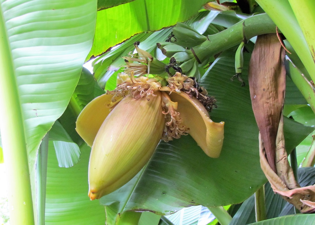 fruit du bananier du Japon