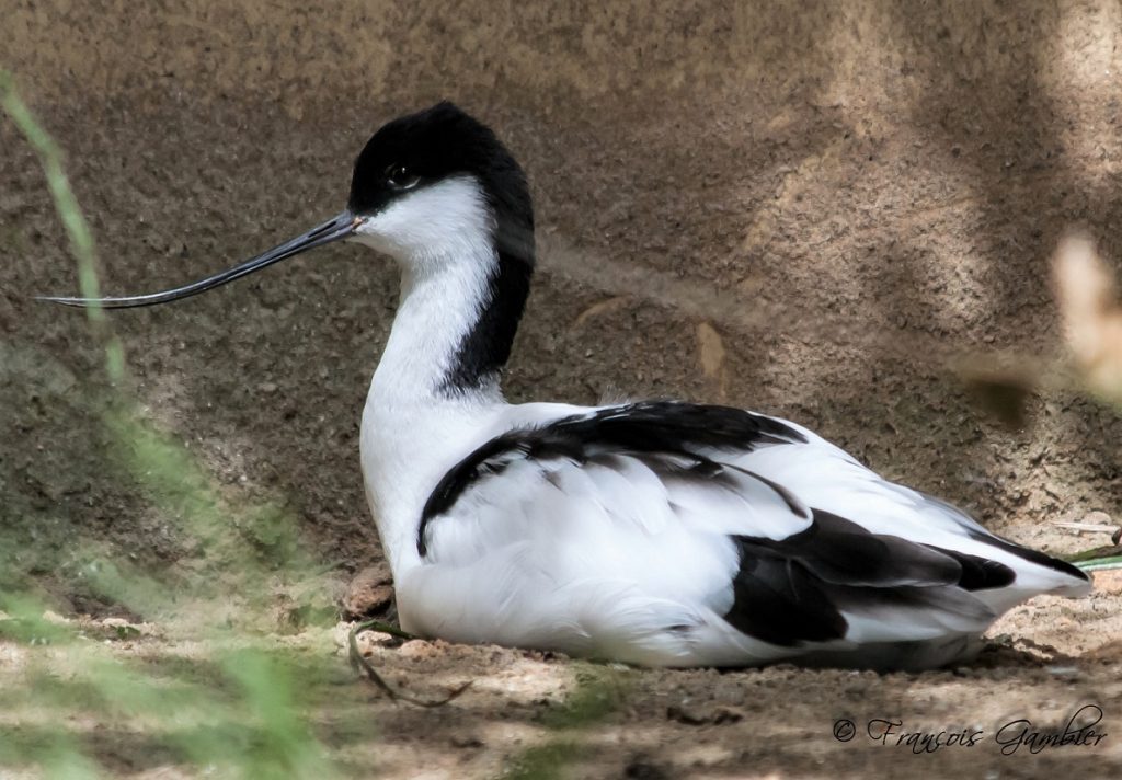 avocette élégante de profil, à moitié couchée sur le sol