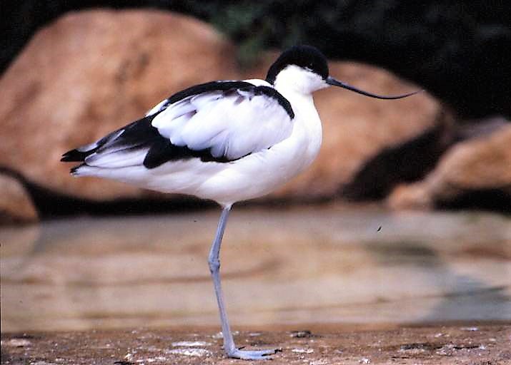 Avocette élégante debout, dans l'eau