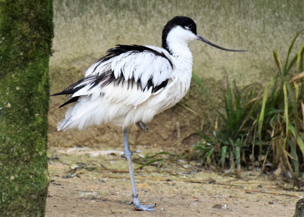 Avocette élégante de profil, en train de s'ébrouer