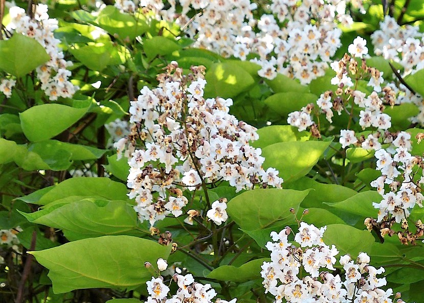 Fleurs de catalpa