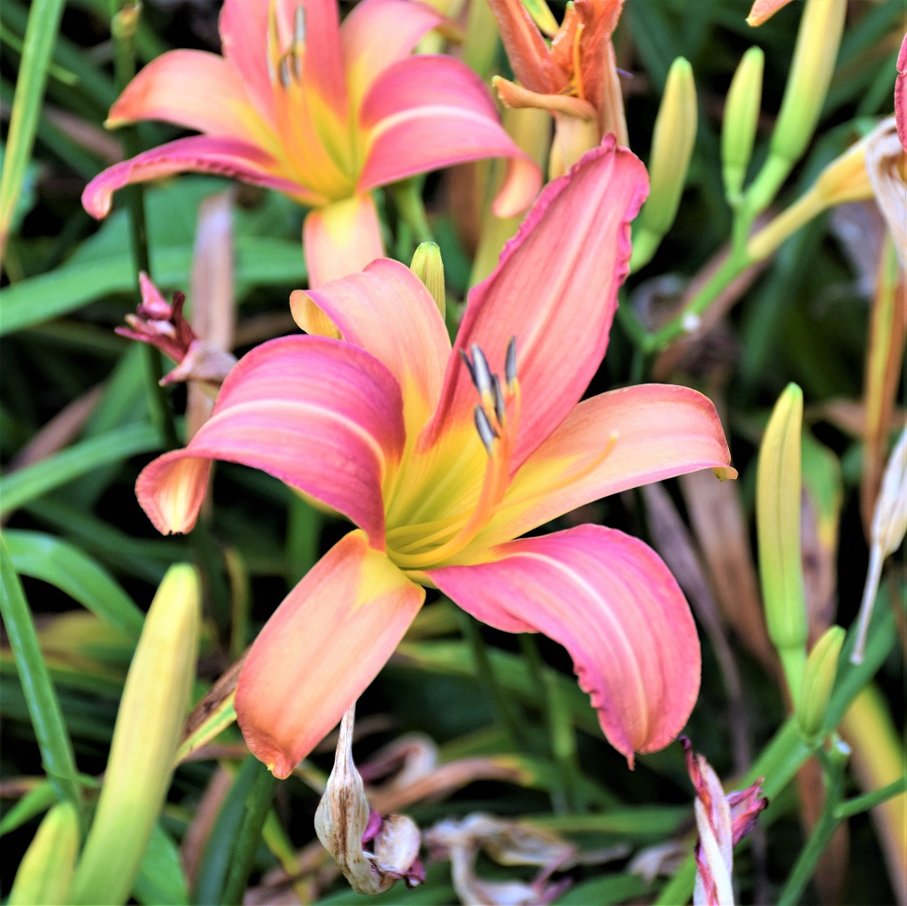 Fleurs d'hémérocalle rose avec le cœur jaune