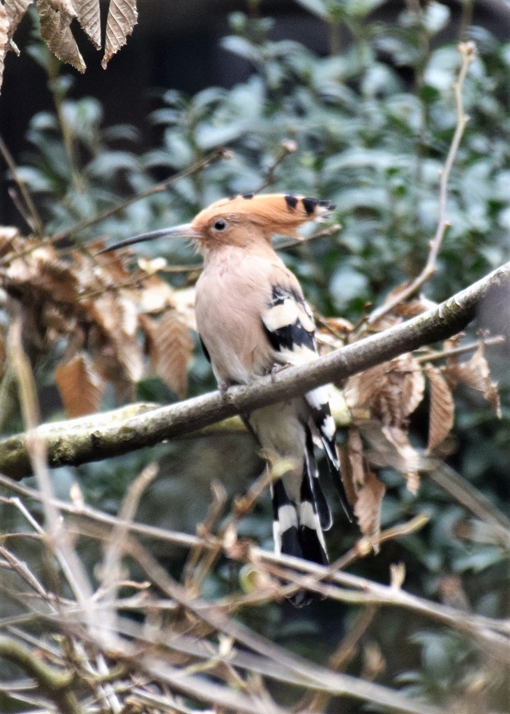 Huppe fasciée de trois quarts face perchée sur une branche