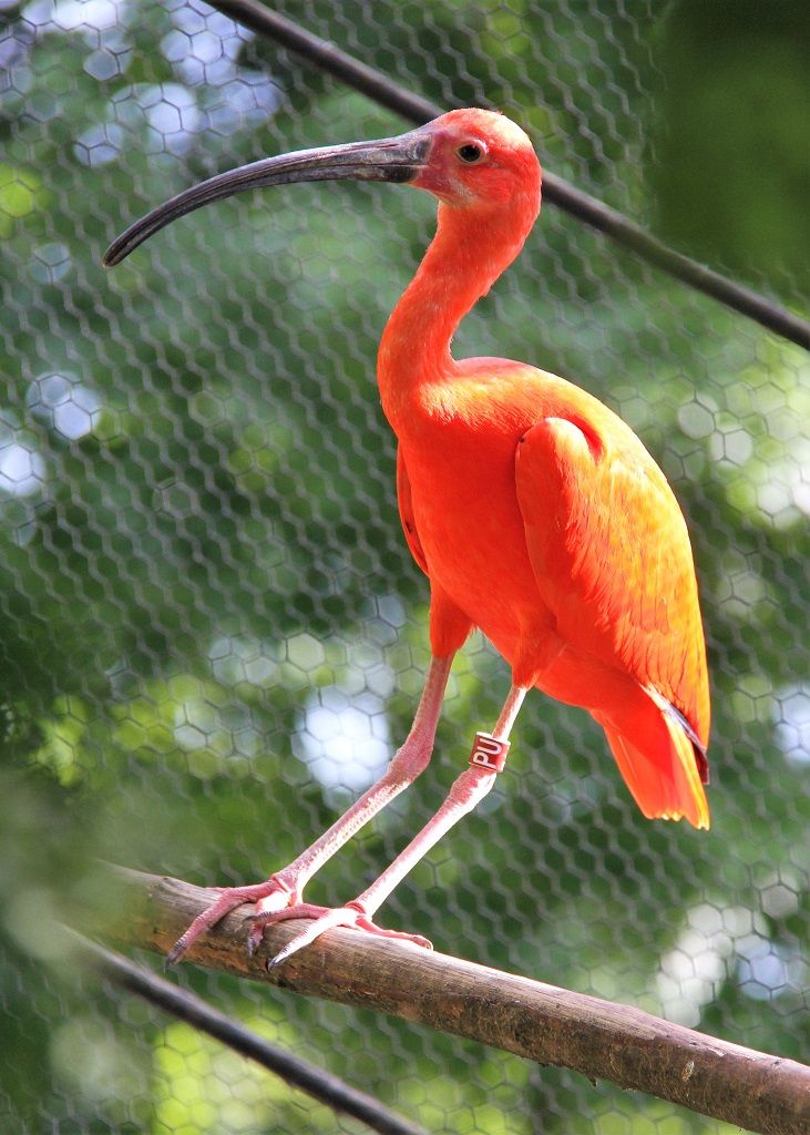 ibis rouge perché sur une branche
