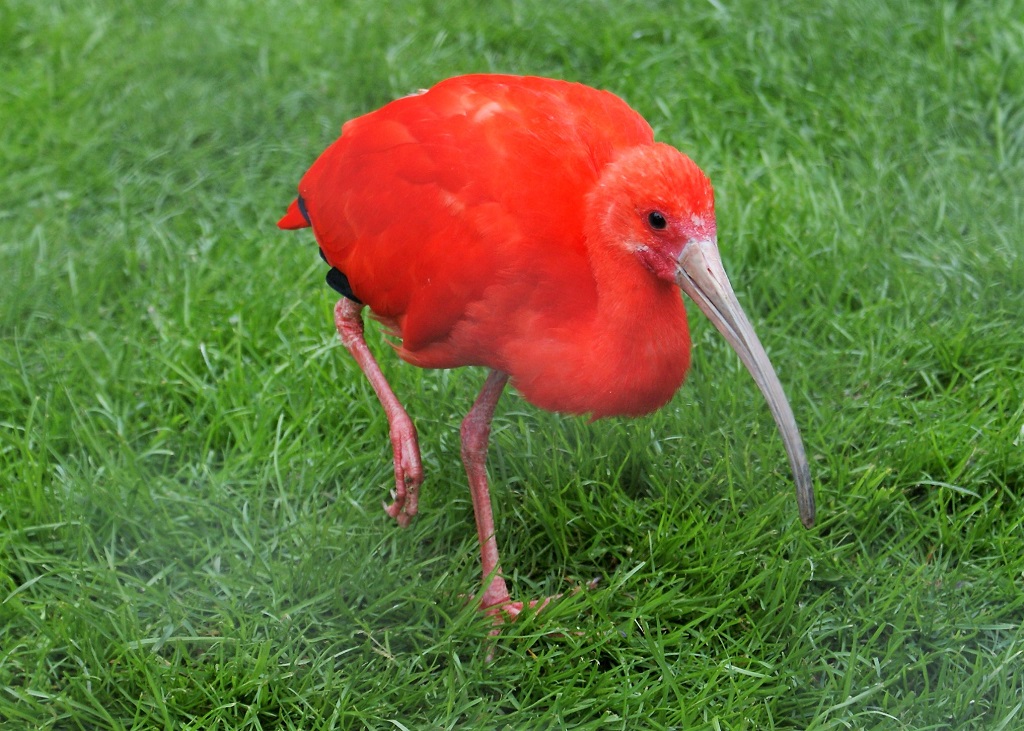 ibis rouge marchant dans l'herbe