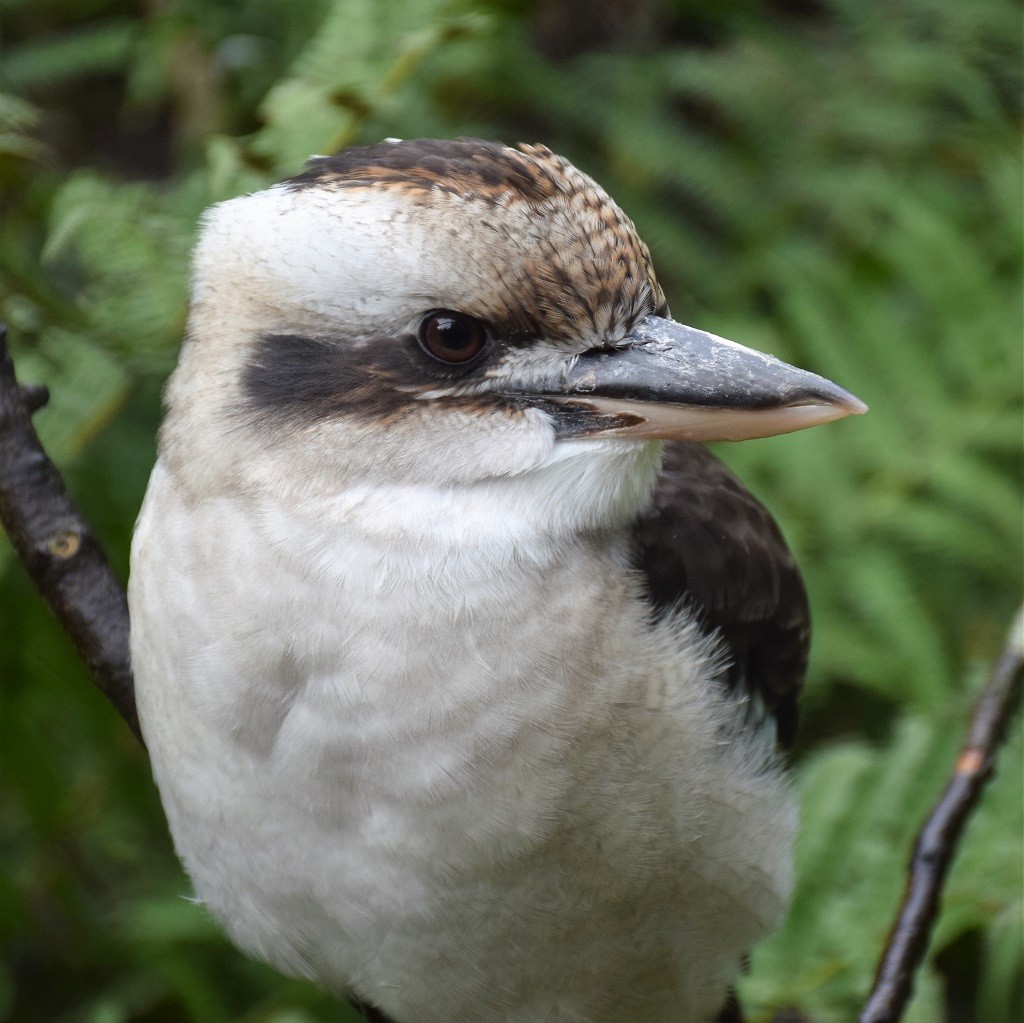 Kookaburra de trois quarts face