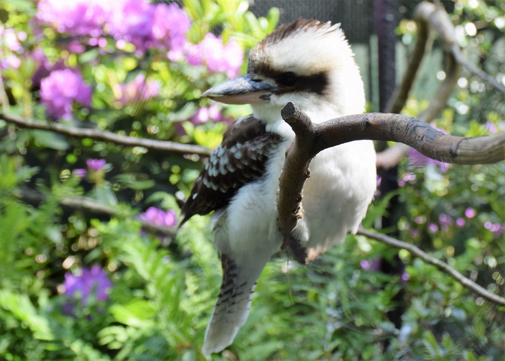 Kookaburra perché sur une branche