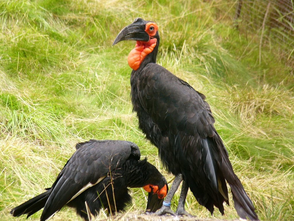 couple de calaos terrestres de Leadbeater