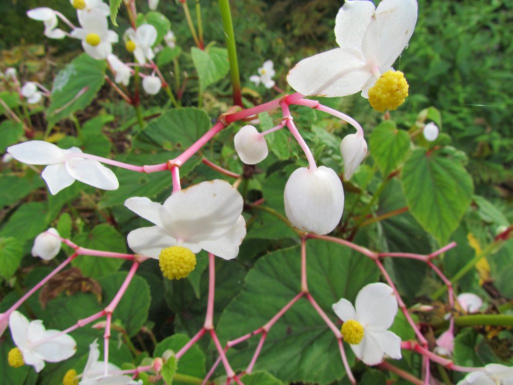 fleurs de bégonia rustique blanc