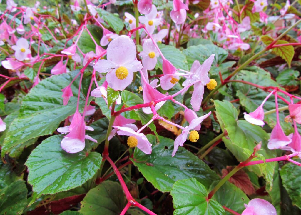 Fleurs de bégonia rustique rose