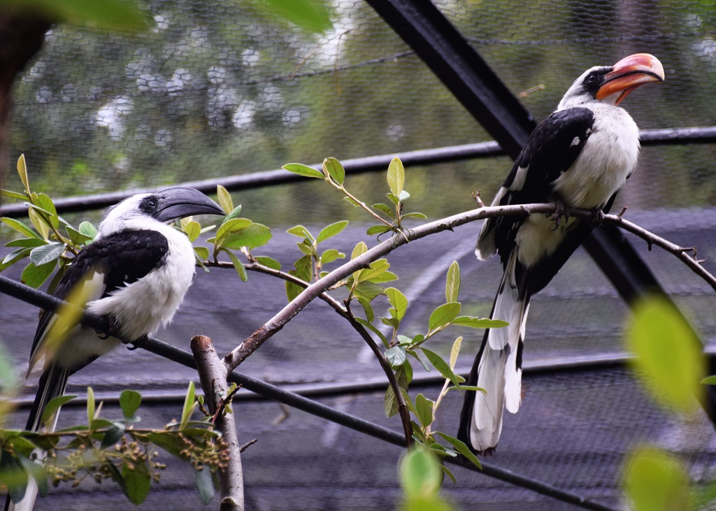 Couple de calaos de Decken, perchés sur une branche