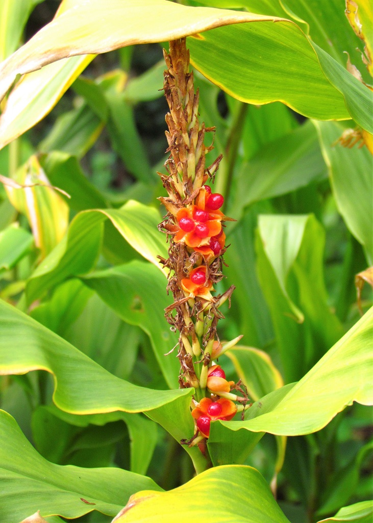 Grappe de fruits d'hedychium densiflorum