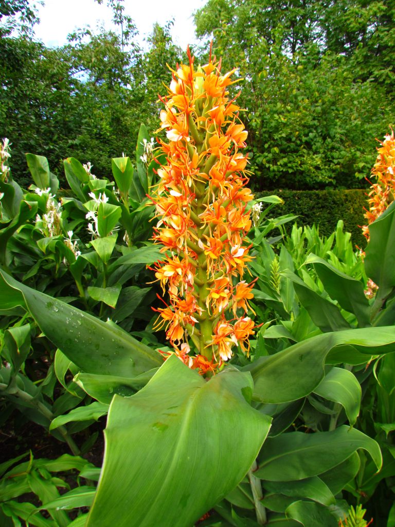 Inflorescence d'hedychium densiflorum