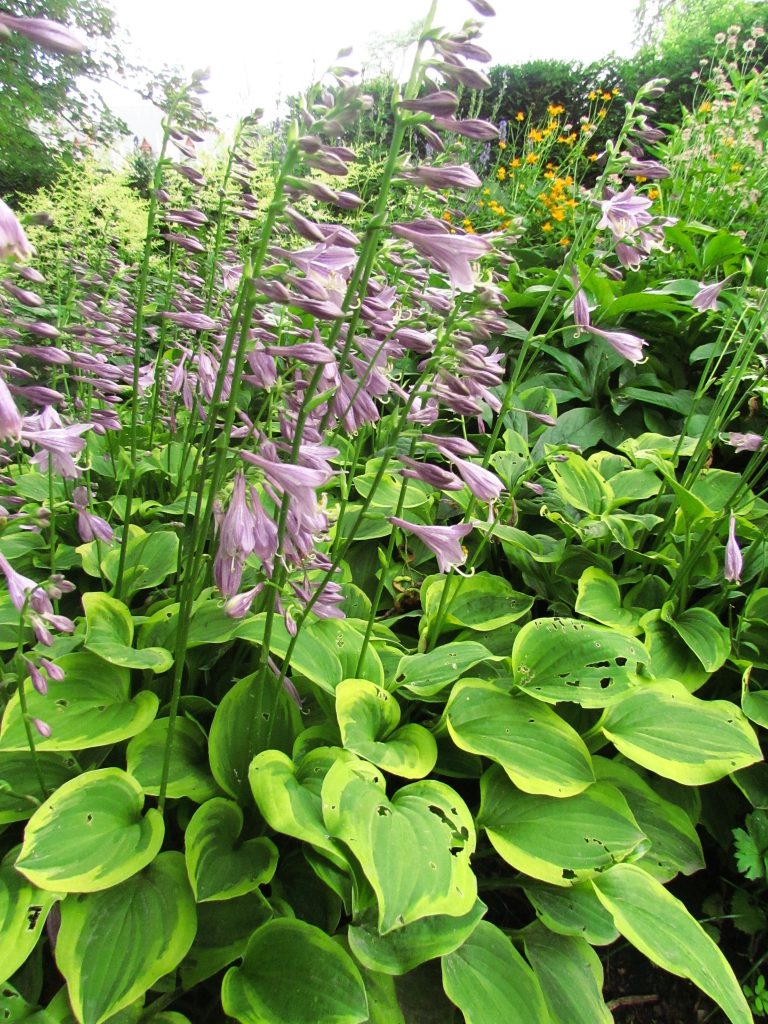 Hosta en pied, feuilles et fleurs