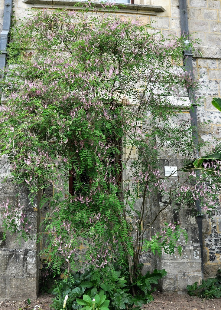 Indigotier en pied, en fleurs, près du mur du château