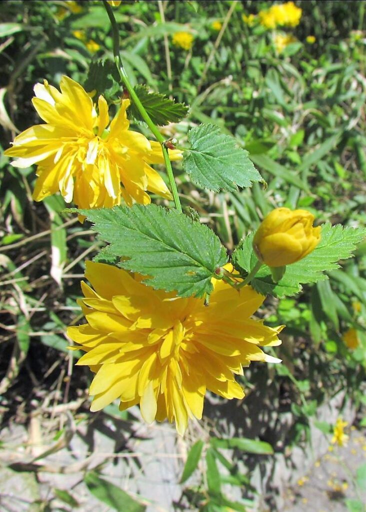 Feuilles et fleurs de Kerria japonica