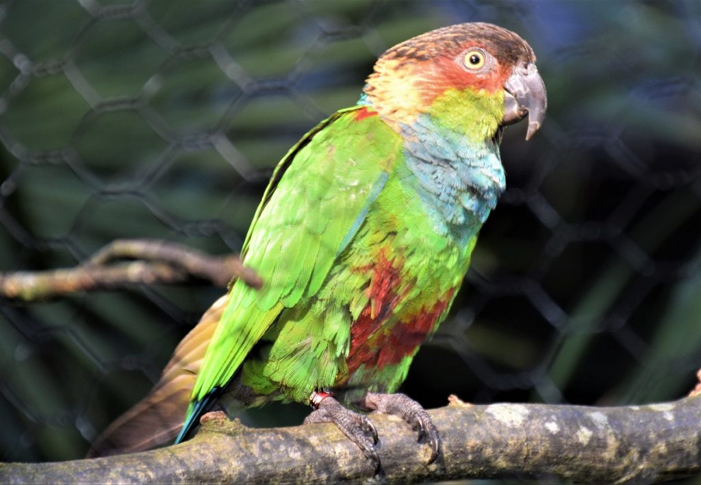 conure à poitrine bleue de trois quarts face