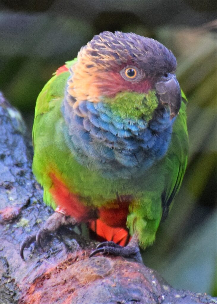 Conure à poitrine bleue de face, la tête tournée vers la gauche