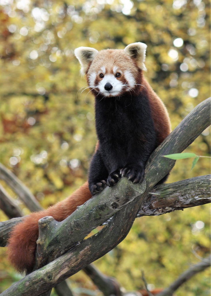 Panda roux assis sur une branche, de face, regardant au loin, attentif.