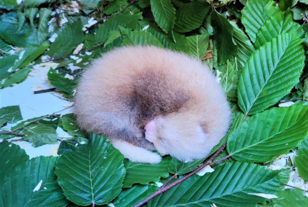 bébé panda roux âgé de quelques jours