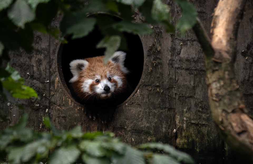 Jeune panda roux dans sa cabane, on ne voit que la tête qui regarde dehors au niveau de l'entrée.