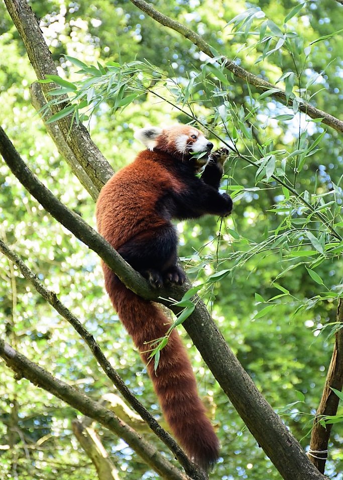 Panda roux en équilibre sur une branche, en train de manger du bambou