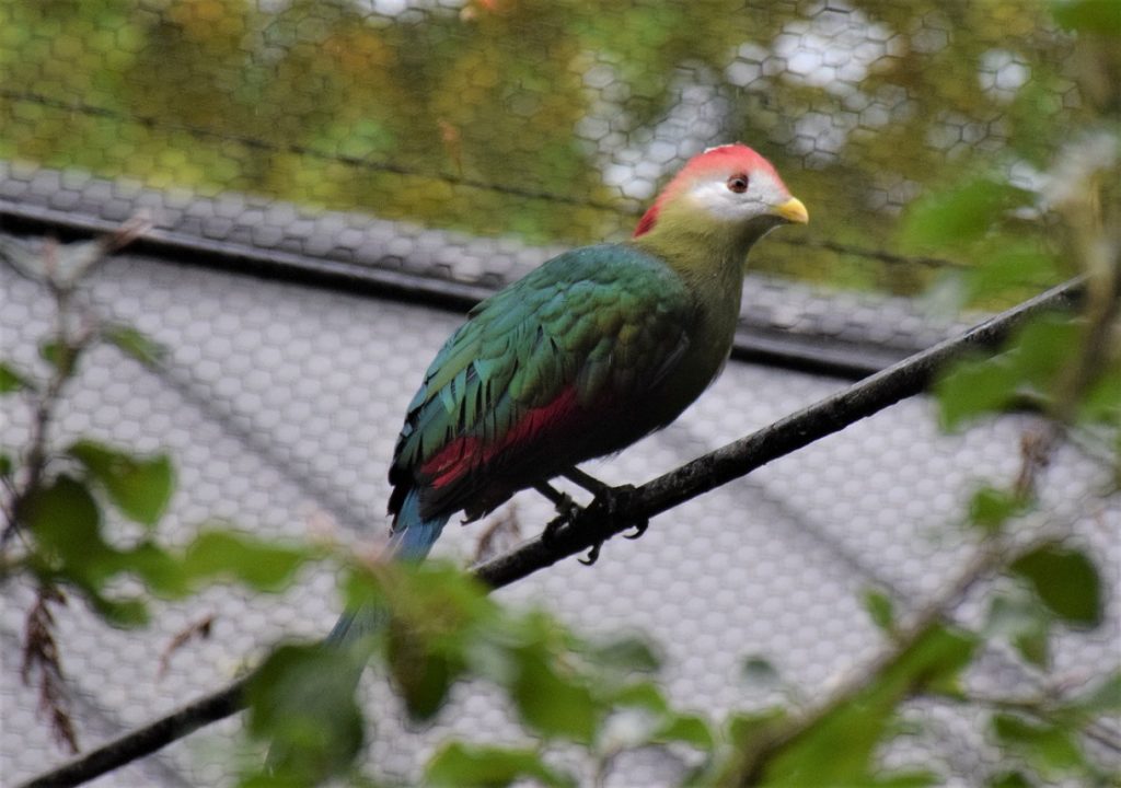 touraco pauline perché, de trois quarts dos