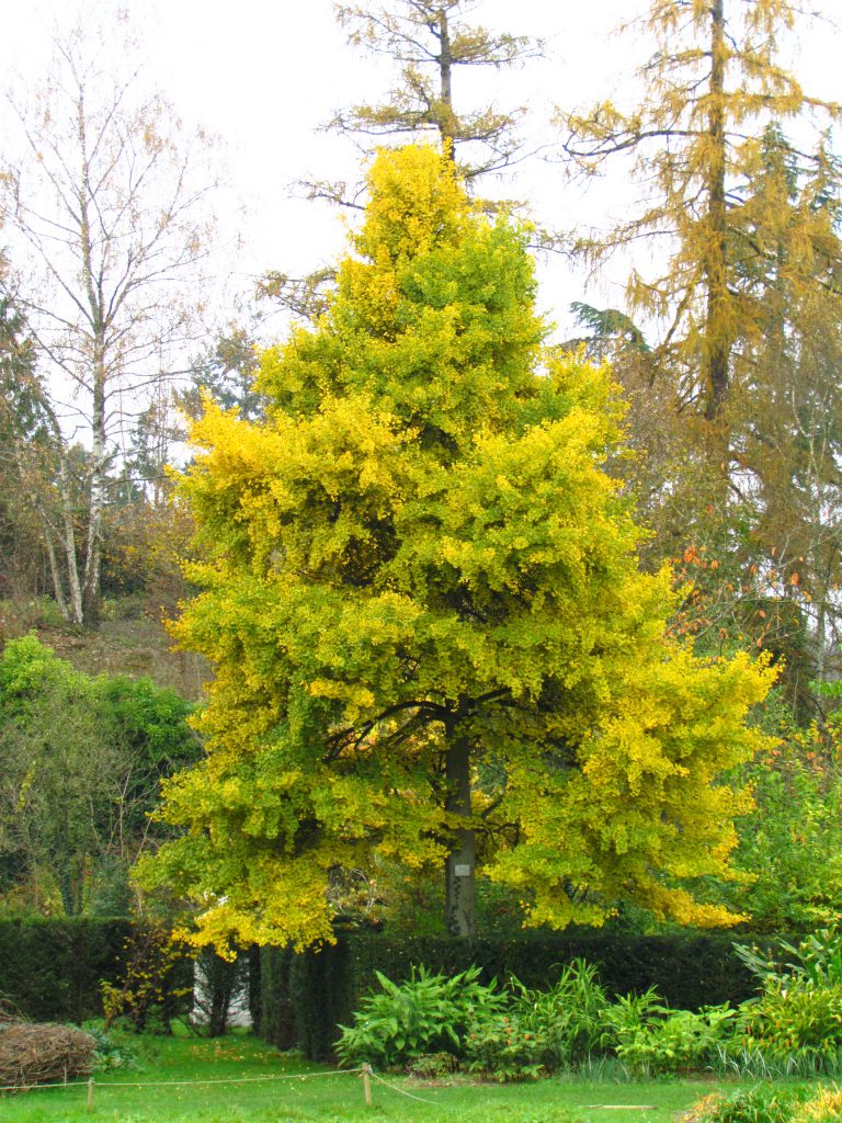 Ginkgo biloba en pied